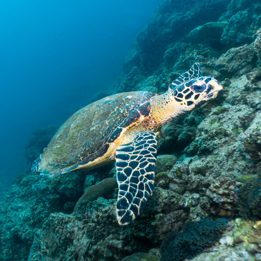 Hawksbill Turtle / Tortuga Carey