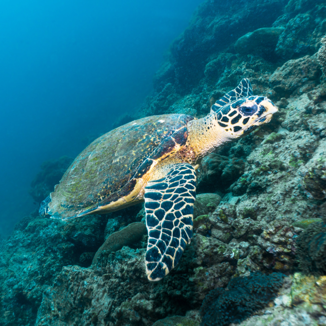 Hawksbill Turtle / Tortuga Carey